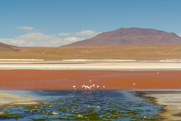 Flock of flamingos feeding in front of Laguna Colorada, in the Eduardo Avaroa Andean Fauna National Reserve, Bolivia.