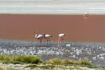 Flock of flamingos feeding in front of Laguna Colorada, in the Eduardo Avaroa Andean Fauna National Reserve, Bolivia. © Hernán J. Martín