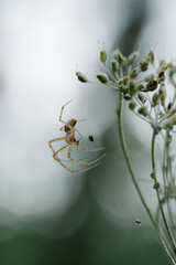 Close up spider on a web