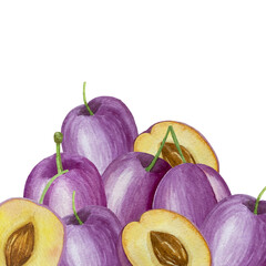Branch with plums, set of purple berries on isolated white background, botanical illustration hand drawn watercolor, ripe fruit