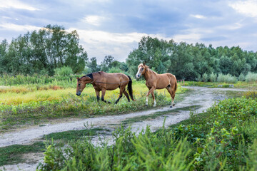 Picturesque village of Văleni in southern Moldova captured in vibrant colors, showcasing traditional houses, rolling hills, and scenic rural landscapes of Eastern Europe.