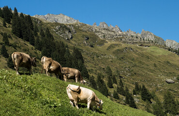 Kühe auf Almwiese in Südtirol – Weideidylle in den Alpen unter blauem Himmel