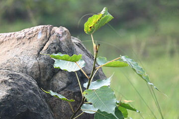 Ficus religiosa plant growing in the rock crack. Its seeds germinate in the crack of the rocks and slowly cover the whole rocks. Its other name bodhi tree, pippala tree, peepul tree or ashwattha.