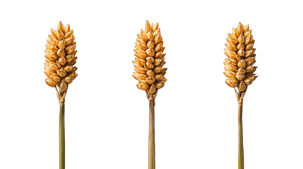 Three golden wheat stalks isolated on black
