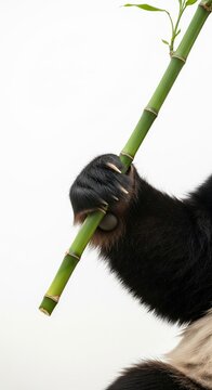 Close-up of a panda's paw gripping a bamboo stalk with its distinctive 'thumb' and sharp claws, set against a pristine white background. The image highlights the panda's unique adaptation ,