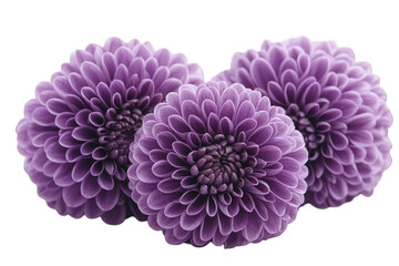 Naklejka premium Trio of purple Chrysanthemum flowers with layered petals, black background