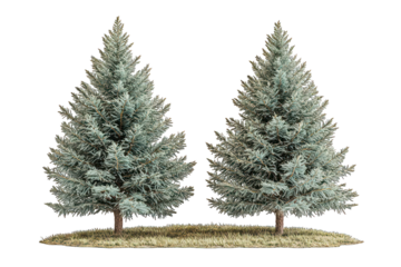 Two blue spruce trees stand side-by-side against a transparent backdrop