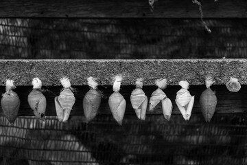Pupa cocoons, third life stage of insects from Holometabola clade hanging to continue growth in black and white