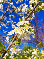 Cherry blossoms bloom against a blue sky. Cherry blossoms bloom under a bright blue sky, heralding the beauty of spring.