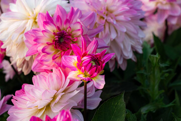 Pink shades Dahlia bushy flower closeup at lush background garden