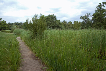 Typha latifolia, massette, Domaine départemental des Marmousets, Massif de l'Arc Boisé, La Queue...