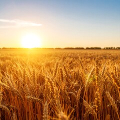 Obraz premium Golden wheat field at sunset (7)