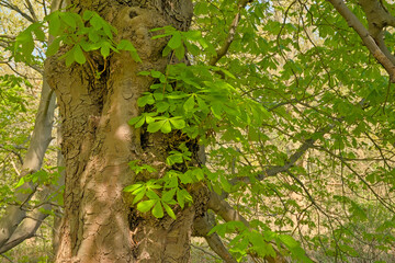 Fototapeta premium Detail of a worn chestnut tree trunk with fresh green spring leaves - Castanea 