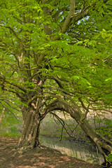 worn chestnut tree trunk with fresh green spring leaves along a creek - Castanea 