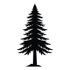 Silhouette of a tall evergreen pine tree
