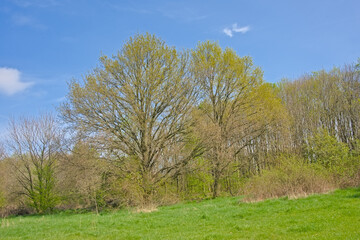 Meadow with fresh green spring trees in Oude Landen nature reserve, Ekeren, Flanders, Belgium 