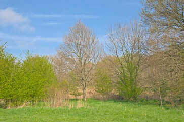 Fototapeta premium Meadow with fresh green spring trees in Oude Landen nature reserve, Ekeren, Flanders, Belgium 