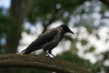 Crow Perched on a Branch in Nature