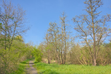 Hiking trial in a meadow with fresh green spring trees in Oude Landen nature reserve, Ekeren, Flanders, Belgium