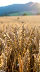 Golden wheat heads in a field at sunset