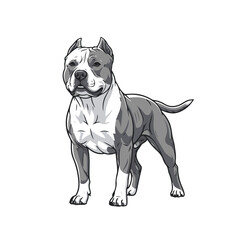 Pitbull head full body, cartoon vector digital art, isolated on white transparent background