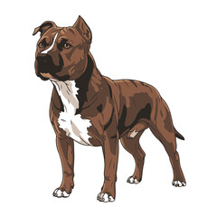 Pitbull head full body, cartoon vector digital art, isolated on white transparent background