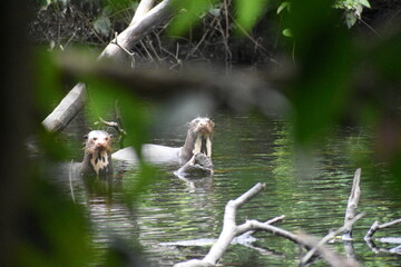 giant otters on the amazon river