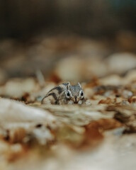 squirrel in leaf