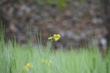 yellow flower on the mountain