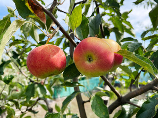 A close-up shot of two ripe, red-and-yellow apples growing on a branch with lush green leaves. This image is perfect for a designer needing a visual for topics like organic food, urban gardening, or a