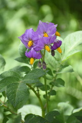 potato violet flower
