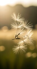 Obraz premium Dandelion seeds backlit by golden sunlight in a field at sundown