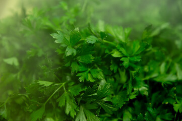 Coriander leaf texture, cilantro leaf pattern, parsley greenery banner, fresh spices and seasonings. Bunches of farm-harvested greens for sale, lying in a refrigerator