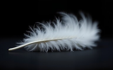 White Feather Close Up Macro Photography Dark Background. High quality