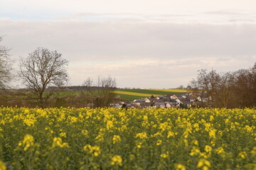 field of yellow flowers