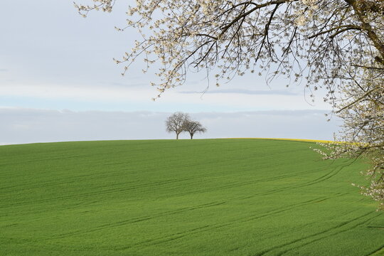tree in field