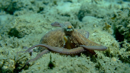 Common octopus (Octopus vulgaris) hunting, Aegean Sea, Greece, Halkidiki, Pirgos beach
