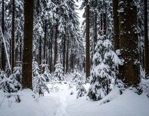 Fototapeta premium Snow-Laden Spruce Branches Dense Winter Forest 