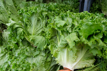 Curly green lettuce heads burst with freshness, their ruffled leaves layered in vivid shades of green.
