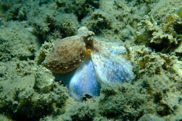 Common octopus (Octopus vulgaris) hunting, Aegean Sea, Greece, Halkidiki, Pirgos beach