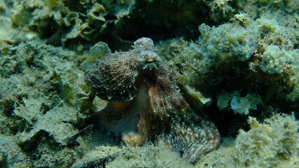 Common octopus (Octopus vulgaris) hunting, Aegean Sea, Greece, Halkidiki, Pirgos beach