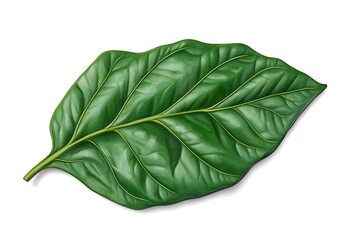 Obraz premium A fresh, vibrant spinach leaf in rich green displayed alone.