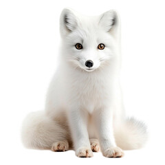Obraz premium Portrait of a beautiful arctic fox with fluffy white fur and captivating brown eyes sitting against a showcasing its winter adaptation and natural beauty in a studio setting on transparent background