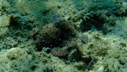 Common octopus (Octopus vulgaris) hunting, Aegean Sea, Greece, Halkidiki, Pirgos beach