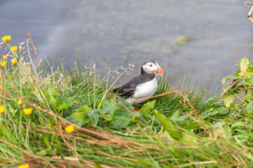 Adorable macareux moine au sommet de la falaise de Dyrhólaey, surplombant la plage de Solheimafjara, dans le sud de l'Islande