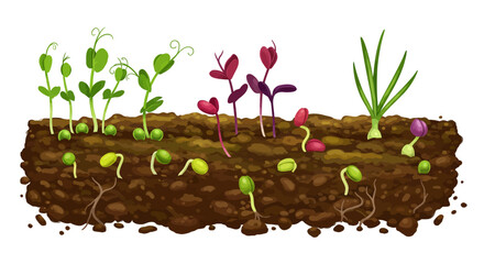 Seedlings Sprouting in Soil Green Peas Radish and Onion Growth Stages.