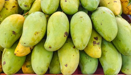 A close-up view of a large pile of ripe mangos, displaying varying shades of green and yellow, with some showing spots and water droplets, creating a vibrant and fresh fruit display.