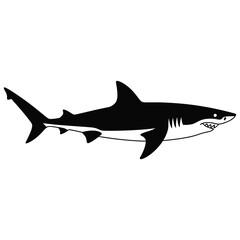 shark isolated on white