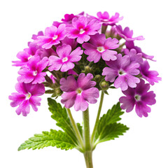 Cluster of Small Pink Verbena Flowers with Green Leaves on transparent background . Black Background purple petals