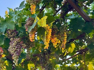 Fototapeta premium Close up of ripe kishmish grapes on the vine glowing in sunlight. Natural vineyard scene with fresh seedless grapes ready for harvest.